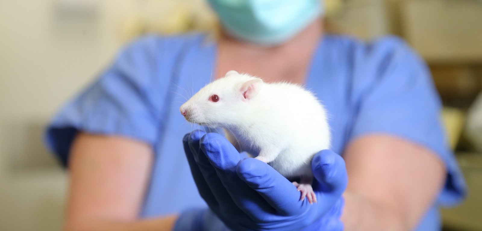A white mouse resting on a scientist's gloved hand
