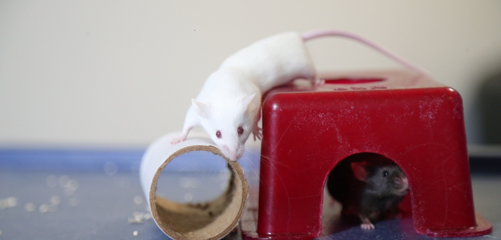 A white mouse climbing on small apparatus